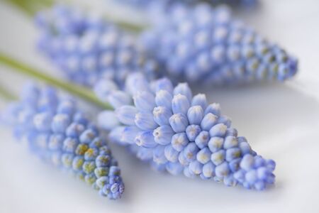 Muscari armeniacumの写真素材