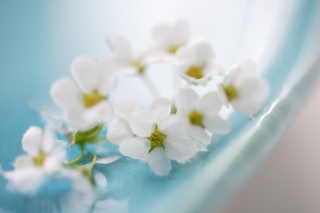 Spiraea thunbergiiの写真素材