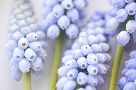 Muscari armeniacumの写真素材