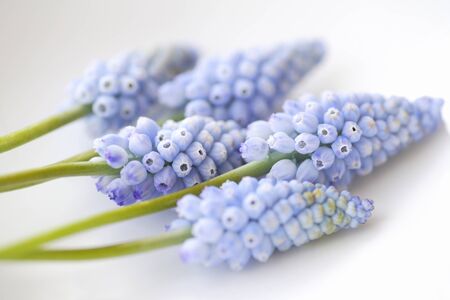 Muscari armeniacumの写真素材