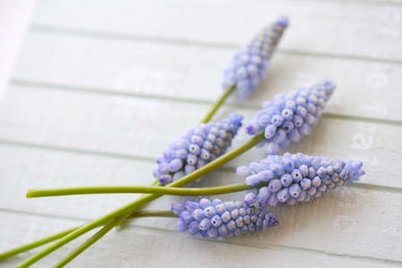 Muscari armeniacumの写真素材