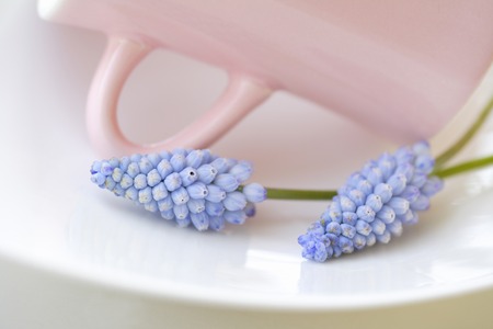 Cup and Muscariの写真素材