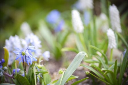 White Muscari flowersの写真素材
