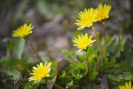 Dandelion flowerの写真素材