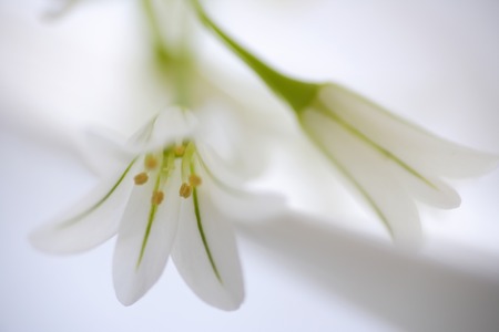 Spring Flower Arumの写真素材