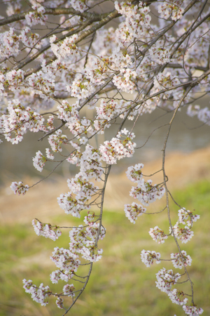 Cherry Blossom treeの写真素材
