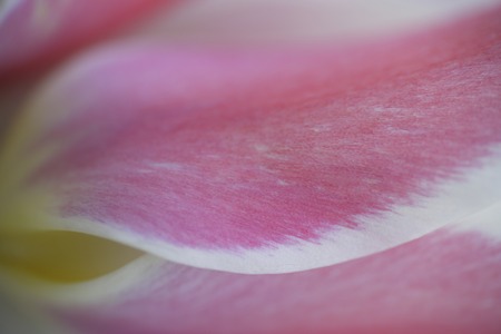 Pink Tulipの写真素材
