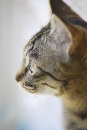 Windowsill cat