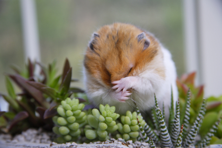 Succulents and hamsterの写真素材