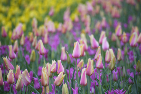 Tulipの写真素材