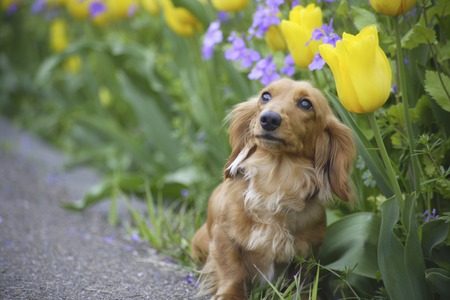 Walk of miniatureの写真素材