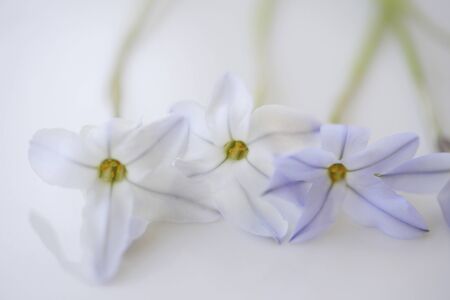 Hanania image photoの写真素材