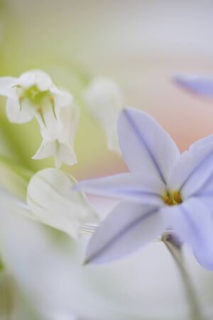 Hanania and alum image photosの写真素材