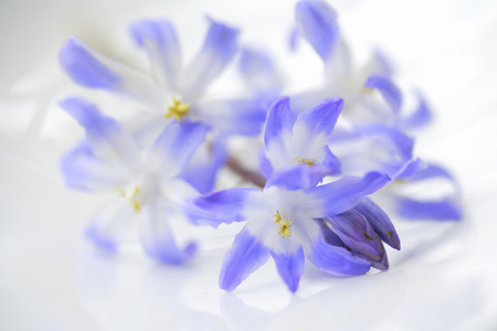 Flowers of chionodoxaの写真素材