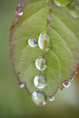 Leaves of the roses after the rainの写真素材