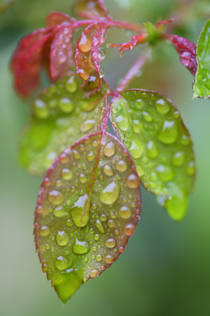 Leaves of the roses after the rainの写真素材