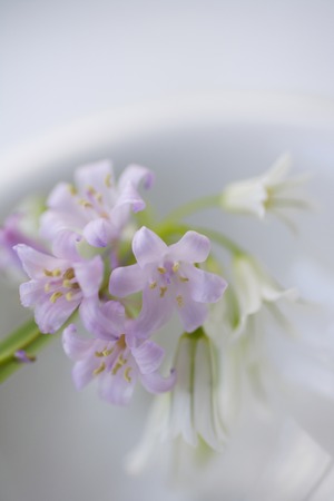 Alum spring flowersの写真素材