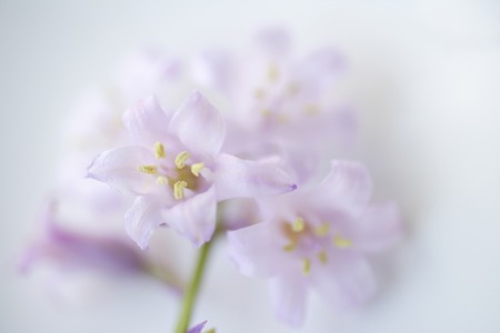 Alum spring flowersの写真素材