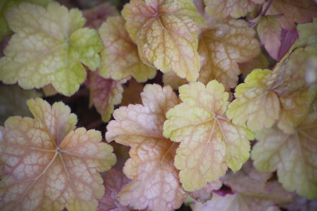 Garden with Heucheraの写真素材