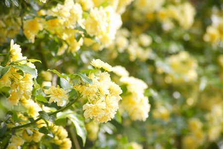 Yellow banksia roseの写真素材