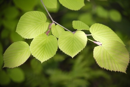 Tosamizuki of forest Sunlight throughの写真素材