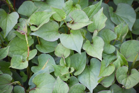 Of the herb garden Houttuynia