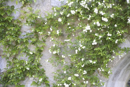 Bloom wall Moscow Balaの写真素材