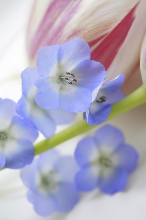 Flower blooms in the spring and Tulipの写真素材