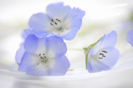 Blue nemophilaの写真素材