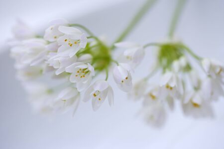 Alum of the small white flowers bouquetの写真素材