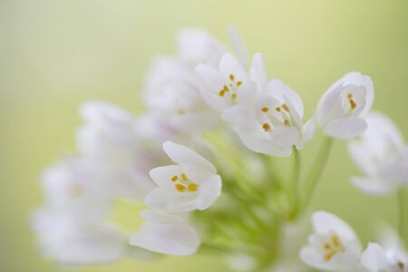 Alum of the small white flowers bouquet