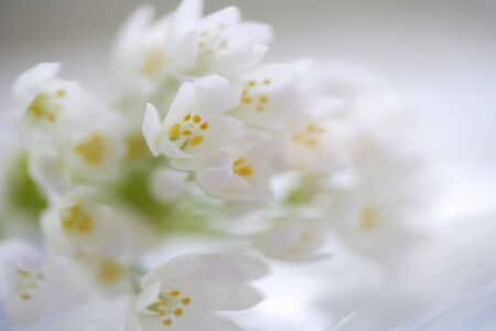 Alum of the small white flowers bouquet