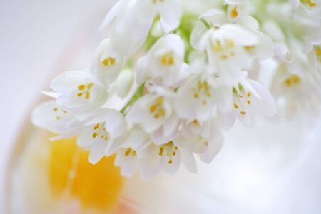Alum of the small white flowers bouquetの写真素材