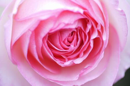 Roseの写真素材