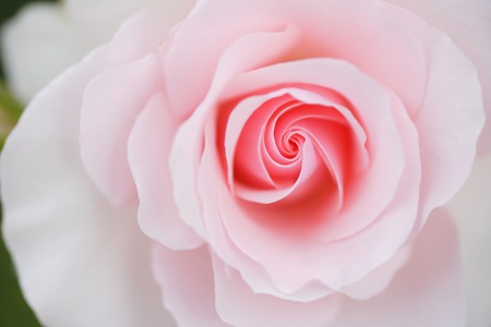 Rosesの写真素材