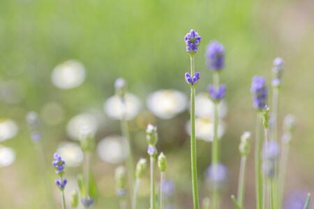 Lavenderの写真素材