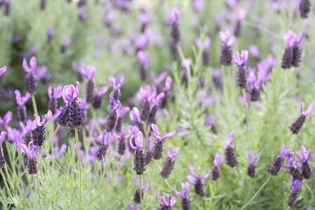 Lavenderの写真素材