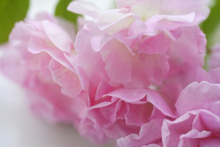 Rose closeupの写真素材