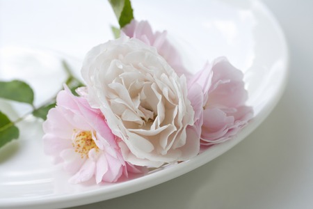 Rose closeupの写真素材