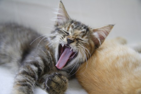 The yawn to kittenの写真素材