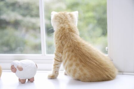 Kitty poses in window treatmentsの写真素材