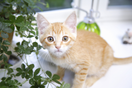 Kitten Looking At Camera at the windowsillの写真素材