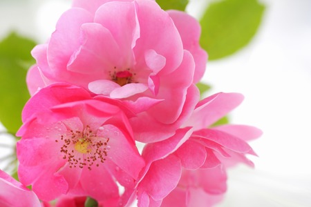 Vivid Magenta roseの写真素材