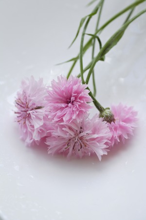 Bright pink cornflowerの写真素材