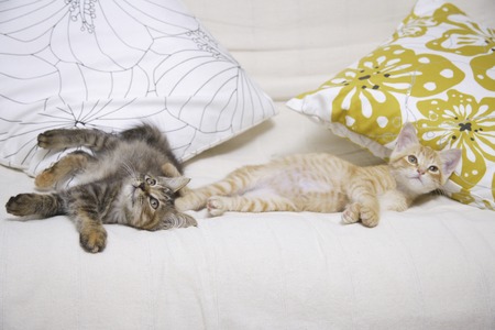 Two good friends kittens on the sofaの写真素材