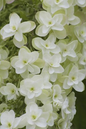 Hydrangea quercifolia