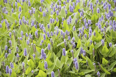 Pontederia to bloom in early summer