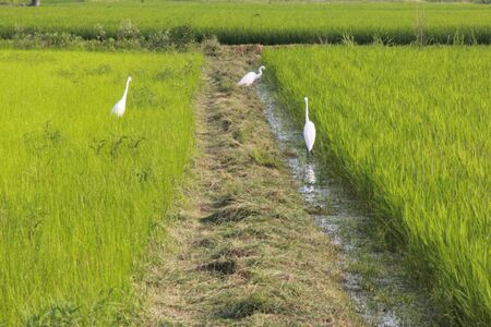 Rice field that there is a Shirosagiの写真素材
