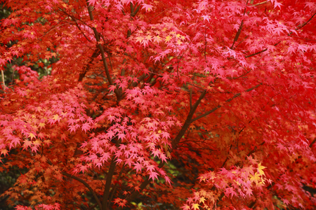 Autumn colours of Autumn maple leavesの写真素材
