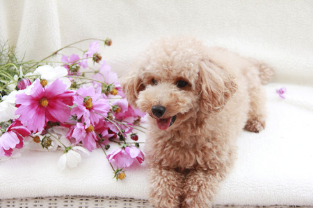 Toy poodle and Cosmosの写真素材